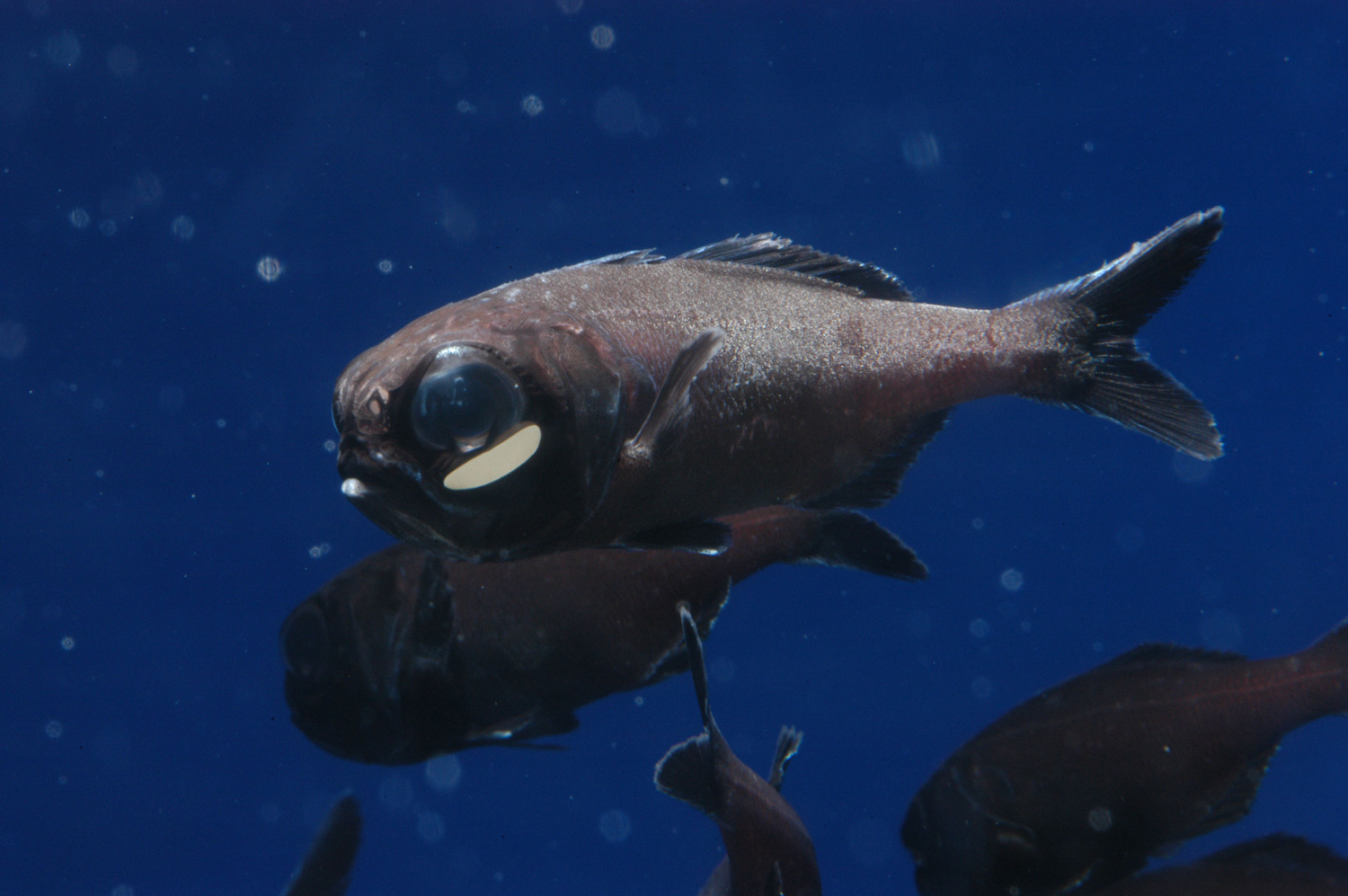 カラフル 幻想的な海の世界へ 新江ノ島水族館でファンタジックな ナイトワンダーアクアリウム スタート 写真 12 15 ハピママ