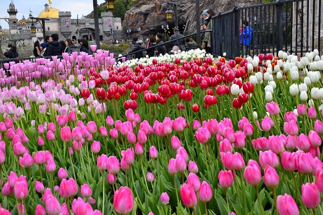 春が来た速報 東京ディズニーシーで桜が開花 一足早い 春 の花々 フォトギャラリー 写真 4 14 ディズニー特集 ウレぴあ総研