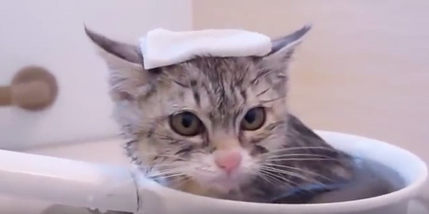 猫 いい湯だニャ まったり癒される 猫とお風呂 動画3選 1 3 Mimot ミモット