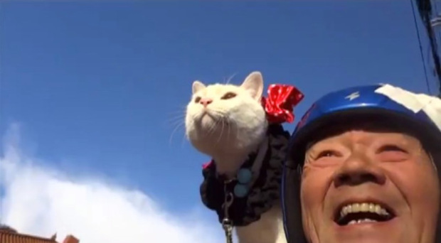 猫 まるで人間みたい 肩乗りドライブにハイタッチ 陽気で笑える ニャンコを集めてみた 動画 1 2 Mimot ミモット