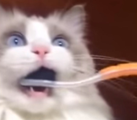 猫 ギャップがたまらない 猫たちの 変顔 動画4選 2 2 Mimot ミモット