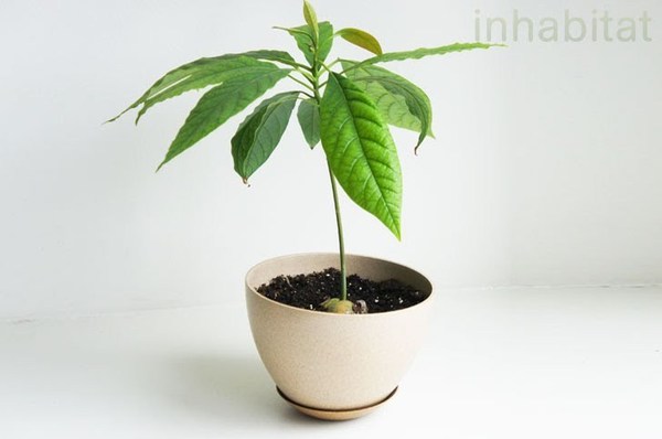 アボカド もう 種 は捨てないで 簡単 種から アボカドの木 を育てる方法 2 2 Mimot ミモット