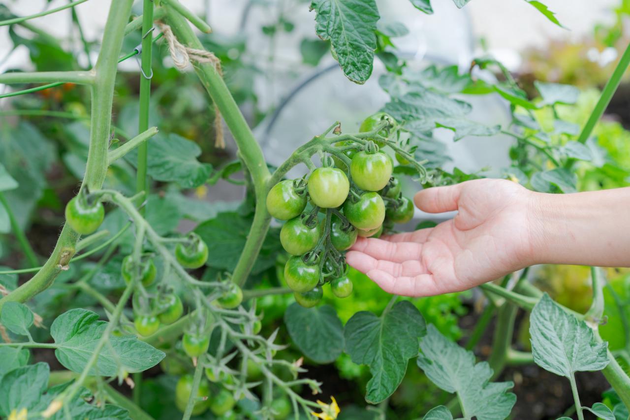 家庭菜園 初心者がやりがちな 3つの失敗 ベランダでも育てられるおすすめ野菜6選 1 2 ハピママ