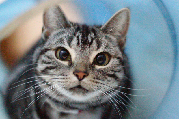 美人猫 大集合 写真からひもとく 奇跡の一枚 を撮る10のポイント 1 3 Mimot ミモット