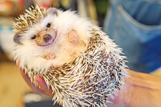 写真満載 カワウソ ハリネズミ フクロウも キュートな動物たちとふれあえる 究極の癒し体験スポット 7選 都内 1 3 ハピママ