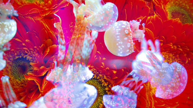 写真 動画 蜷川実花 すみだ水族館 超幻想体験レポ 万華鏡に浮かぶクラゲが美しすぎる 1 6 ヤバチケ