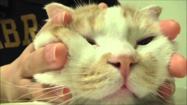 猫 ギャップがたまらない 猫たちの 変顔 動画4選 1 2 Mimot ミモット