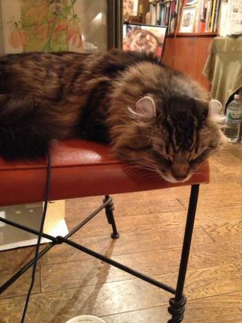 猫店長も待ってるニャン 居酒屋 喫茶店 間近で猫に触れ合える 癒やしスポット 4選 3 4 Mimot ミモット