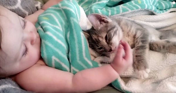 猫 癒し度max 猫と赤ちゃん の幸せ動画3選