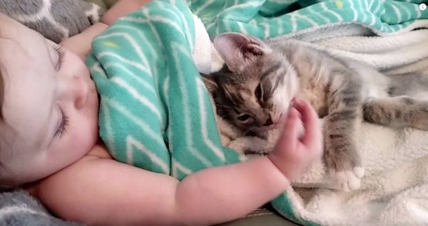 猫 癒し度max 猫と赤ちゃん の幸せ動画3選 1 2 Mimot ミモット