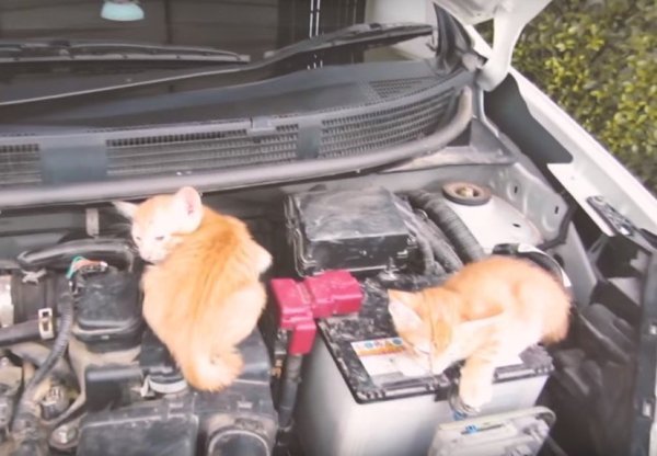 猫 火事現場の奇跡も 猫の命を救った感動動画集 1 2 Mimot ミモット