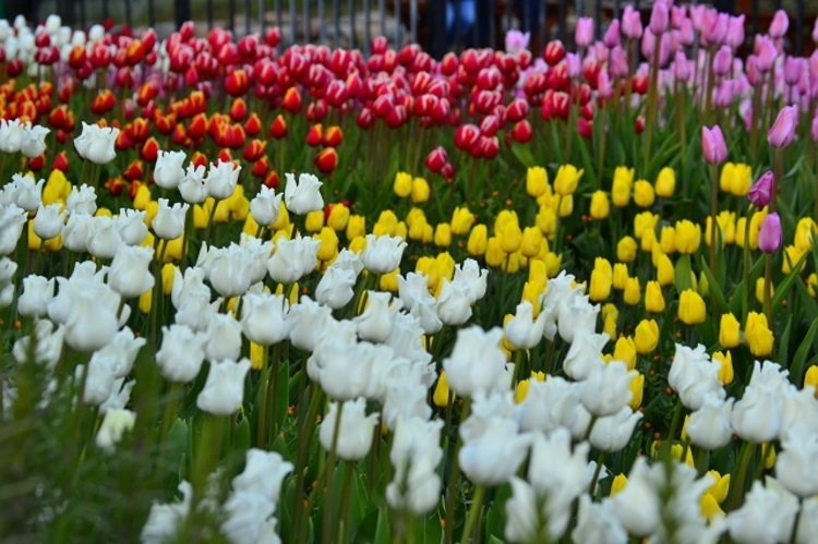 春が来た速報 東京ディズニーシーで桜が開花 一足早い 春 の花々 フォトギャラリー 写真 5 14 ディズニー特集 ウレぴあ総研