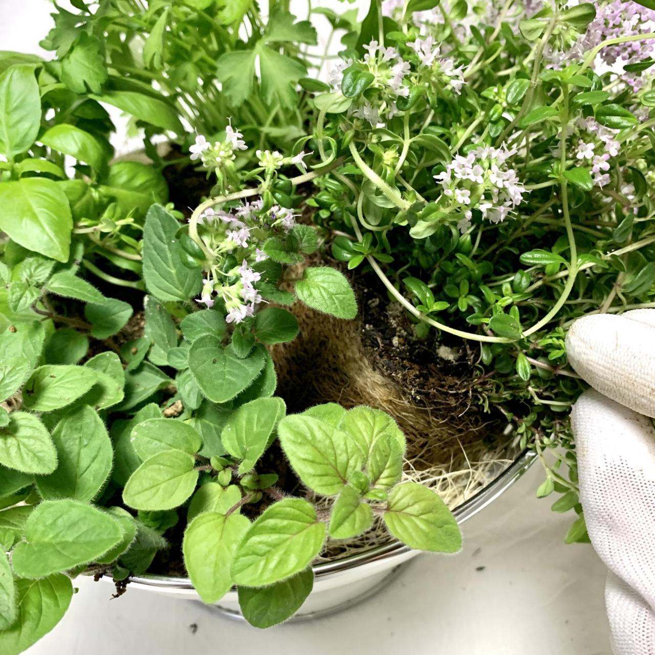 家庭菜園におすすめ 料理に使える キッチンハーブ 寄せ植えのやり方 育てやすい4選 写真 10 16 ハピママ