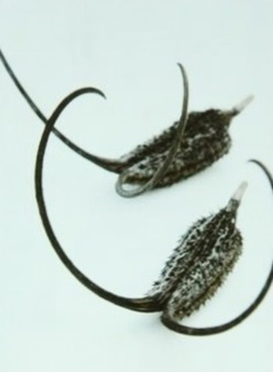 写真満載 私 食虫植物の奴隷です 美人主婦が案内する 官能的な 食虫植物 の世界 イベント 写真 18 27 ヤバチケ