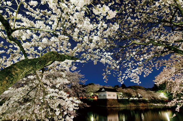 【お花見】思わずうっとり! 「ライトアップ夜桜」おすすめスポット13(写真 5/22) - ウレぴあ総研