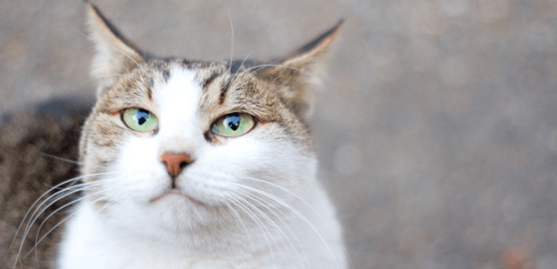 猫 偏食家 猫がキャットフードを食べない原因 対処法3つ 1 2 ウレぴあ総研