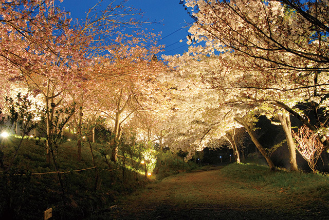 【お花見】思わずうっとり! 「ライトアップ夜桜」おすすめスポット13(写真 16/22) - ウレぴあ総研