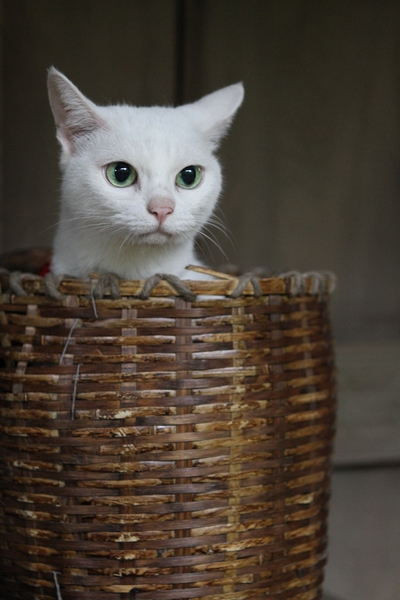 ネコ調教3ヶ条とは 映画 猫侍 の白ネコが可愛すぎる件 1 5 ウレぴあ総研