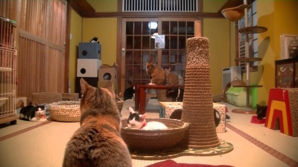 猫 ずーっと見ていたい ある 猫カフェ の定休日が癒しすぎる 動画 Mimot ミモット