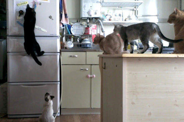 猫 思わず応援したくなる 猫たちのかわいいチャレンジ行動集 動画 1 3 Mimot ミモット