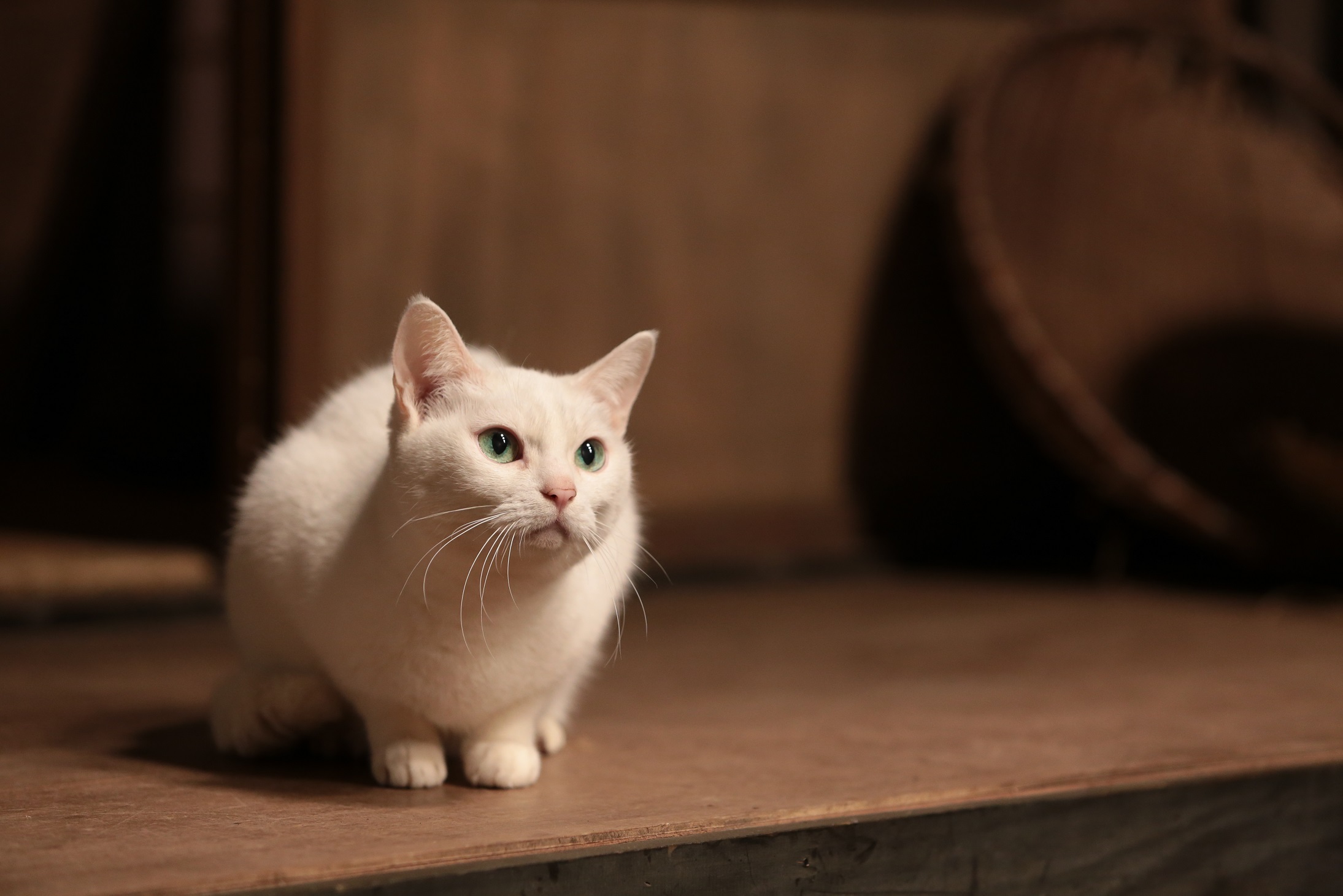 猫侍 未公開画像到着 カゴ 猫かまくら あなご の必殺ポーズに癒される 動画 写真満載 Mimot ミモット