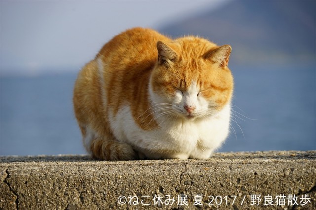 かわいすぎる どこを見てもねこだらけ 大人気イベント ねこ休み展 が過去最大規模で開催中 ヤバチケ