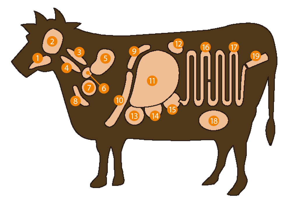 全部知ってたら相当 肉通 部位別 牛ホルモン 全19種 美味しさと食感を比べてみた 3 3 うまい肉