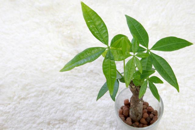 観葉植物を飾って運気アップ 金運 仕事運 上げる種類と置く場所 1 2 ハピママ