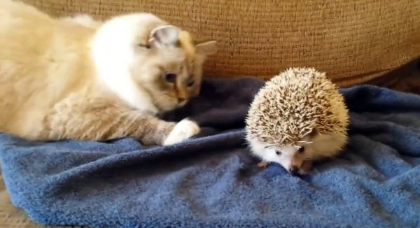 猫 実写版 トムとジェリー かわいすぎる 猫とねずみ 厳選動画 1 2 Mimot ミモット