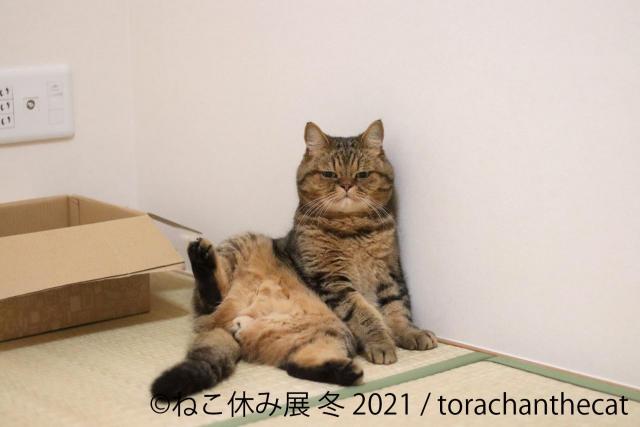 ねこの写真展 癒ししかない ねこ休み展 冬 21 に 人気猫 たち大集合 ネコ画像たっぷり ヤバチケ