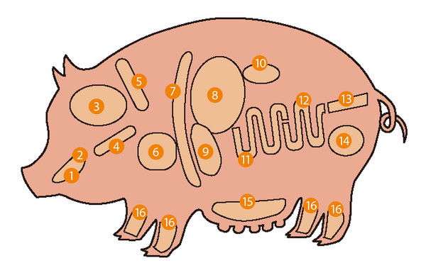 全部知ってたらかなり 肉通 部位別 豚ホルモン 全16種 食感と美味しさを比べてみた 1 3 うまい肉