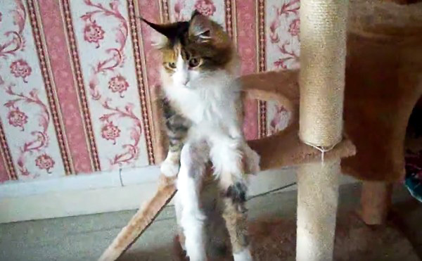猫 流体 階段落ち ローリング開けゴマ 謎かわいい行動 4選 動画 1 3 Mimot ミモット