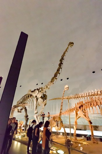 関東から 福井県立恐竜博物館 への行き方ベストは 車 電車 飛行機を徹底比較 3 3 ハピママ