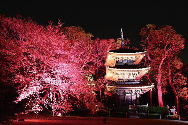 【お花見】思わずうっとり! 「ライトアップ夜桜」おすすめスポット13(写真 13/22) - ウレぴあ総研