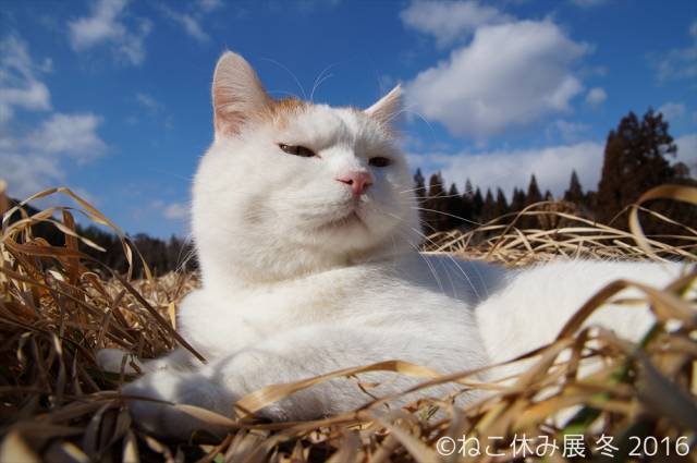 猫 しょんぼり顔 水を飲めない猫 ねこ休み展 冬 の 風変わりニャンコ とまったり 写真満載 1 3 ヤバチケ