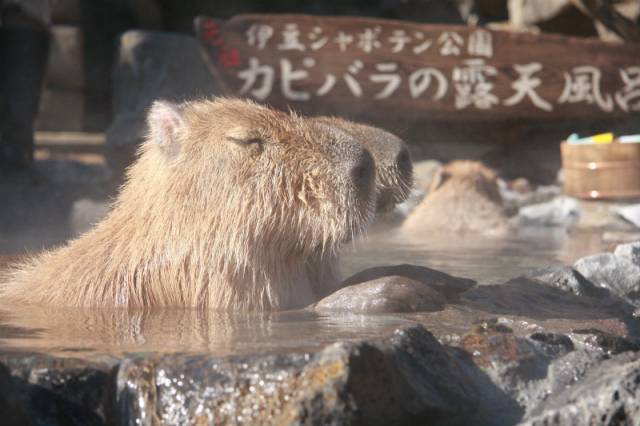 カピバラさん もいい湯だな 超癒し天国シャボテン温泉でほっこり 1 2 ヤバチケ