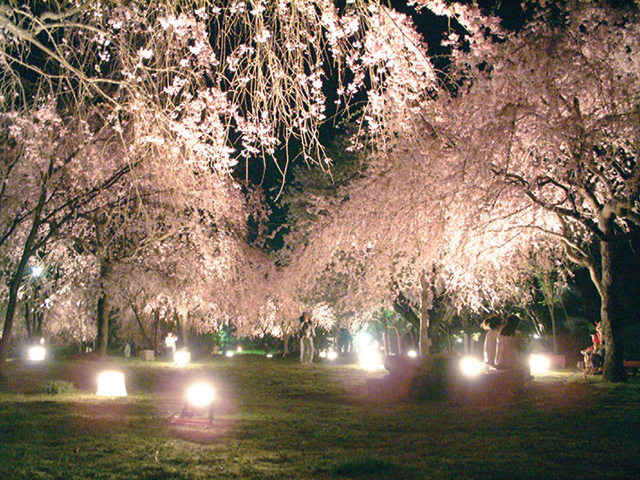 【お花見】思わずうっとり! 「ライトアップ夜桜」おすすめスポット13(写真 3/22) - ウレぴあ総研
