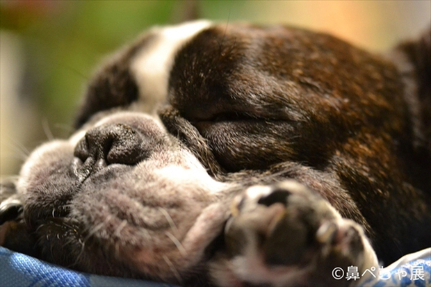 写真満載 ぶひカワ 鼻ぺちゃ犬 だらけの 鼻ペちゃ展 にメロメロ フレンチ ボストン パグetc 2 2 Mimot ミモット