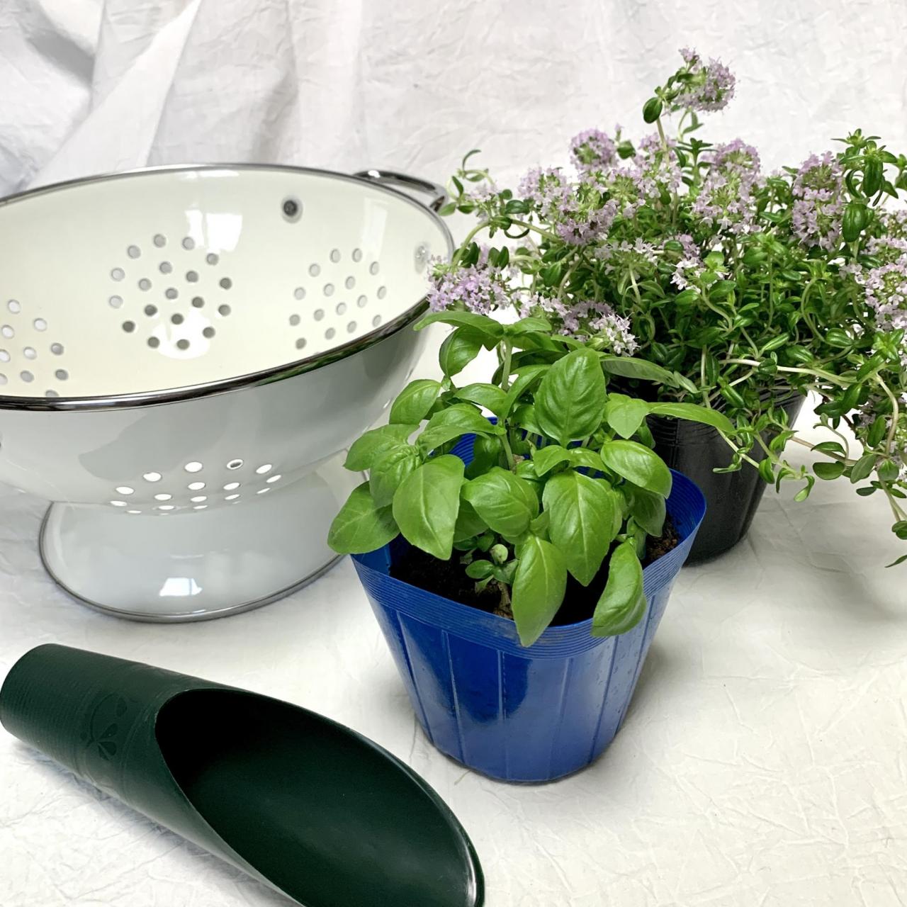 家庭菜園におすすめ 料理に使える キッチンハーブ 寄せ植えのやり方 育てやすい4選 1 3 ハピママ