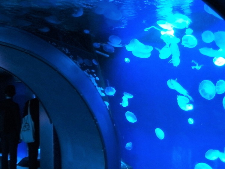 これは怖い 夜の水族館に悲鳴が ホラー水族館 あやかしの人魚 体験レポート 写真 1 16 ヤバチケ