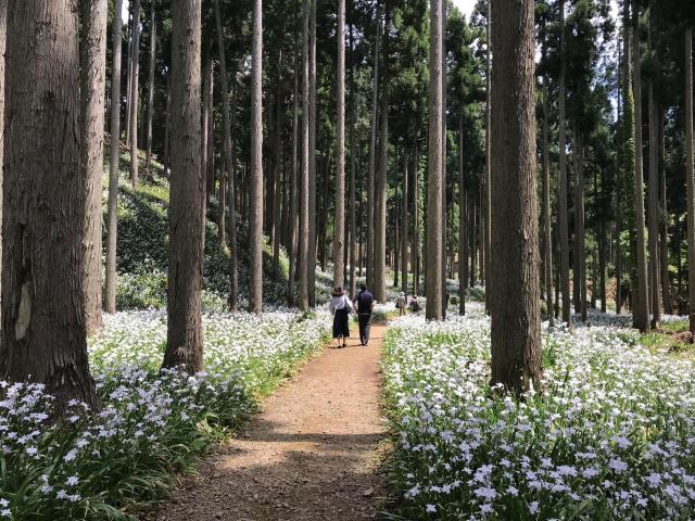 関西エリアおすすめ お花の絶景スポット 5選 桜 ネモフィラほか必見施設 2 2 季節ぴあ