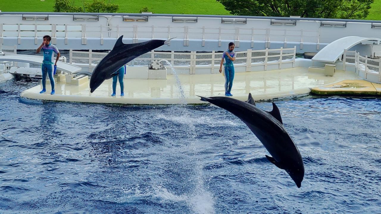 京都水族館 5000匹のクラゲに新イルカショー 年パスキッズの推しスポット紹介 2 3 ハピママ