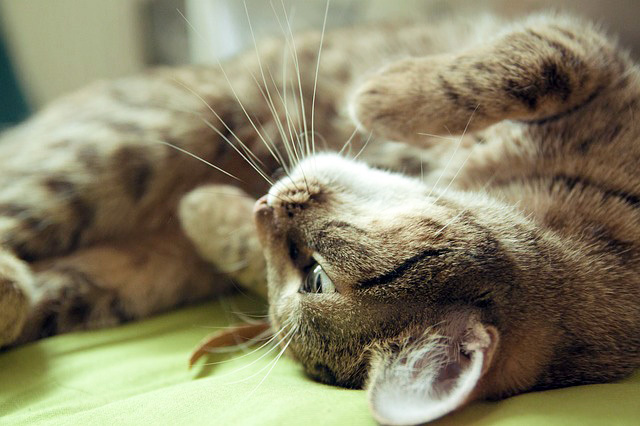 アンモニャイト 猫だんご 香箱 ネットで見かける かわいい猫のポーズ 7選 1 3 Mimot ミモット