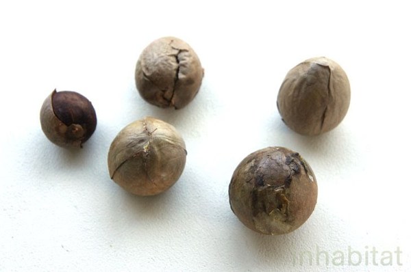 アボカド もう 種 は捨てないで 簡単 種から アボカドの木 を育てる方法 1 2 Mimot ミモット