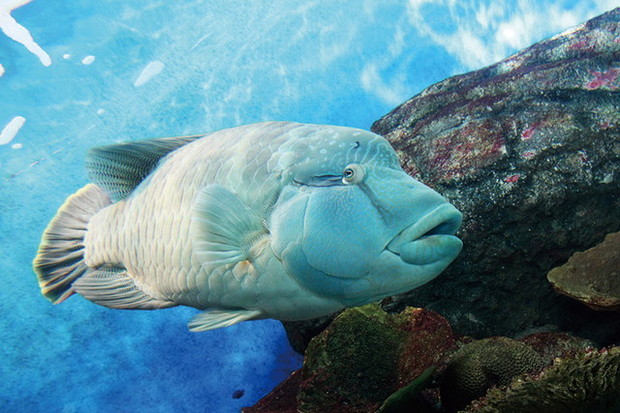 水族館 かわ かっこいい 水族館ぴあ 編集部厳選 ニューアイドル 10種 3 3 ハピママ