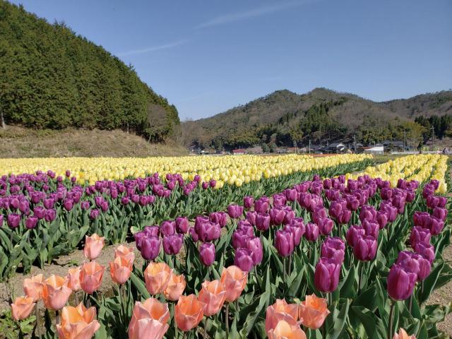 春に行くべき お花の絶景スポット 5選 バラ チューリップ 菜の花が咲き誇る 兵庫 1 2 季節ぴあ