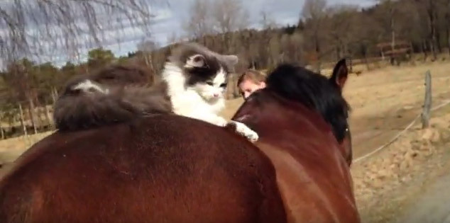 猫 ゴリラ 犬 馬とも仲良し 種族を超えた イイ話 3選 動画 3 3 Mimot ミモット