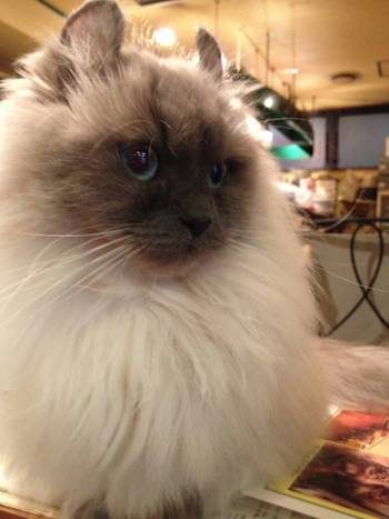 猫店長も待ってるニャン 居酒屋 喫茶店 間近で猫に触れ合える 癒やしスポット 4選 3 4 Mimot ミモット