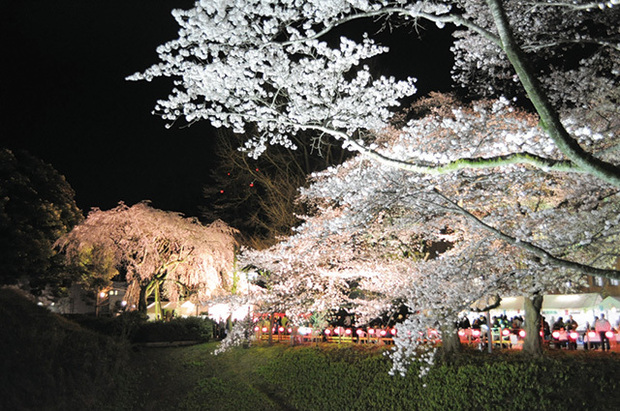 お花見 思わずうっとり ライトアップ夜桜 おすすめスポット13 1 4 ウレぴあ総研