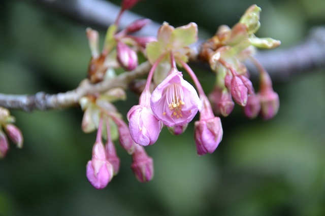 春が来た速報 東京ディズニーシーで桜が開花 一足早い 春 の花々 フォトギャラリー 1 2 ディズニー特集 ウレぴあ総研